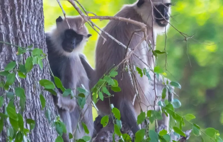 Yala National Park Day Tour from Colombo — Leopard Safaris & Wildlife