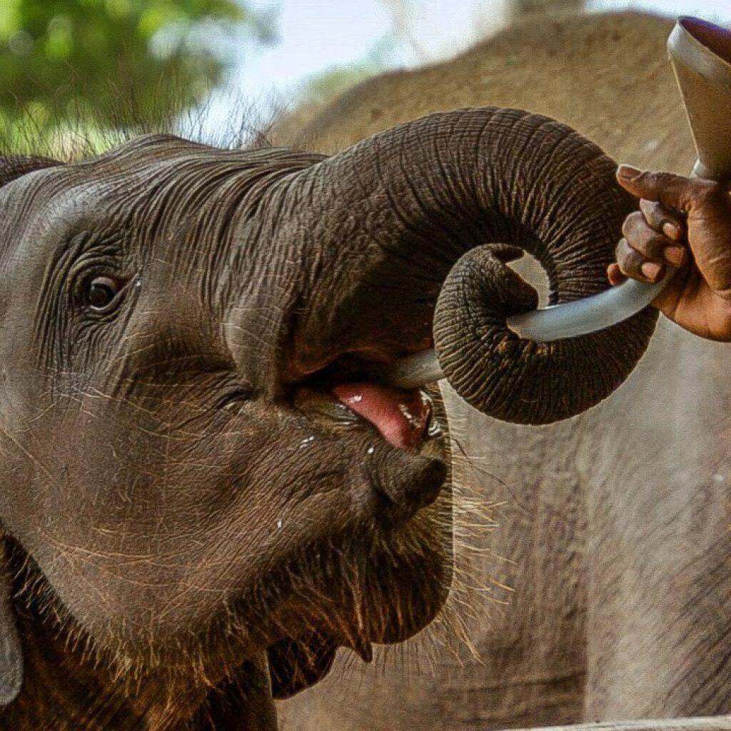 A baby elephant drinking milk from a bottle held by a keeper