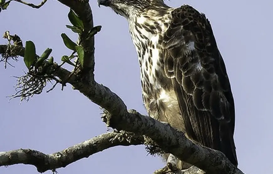 Yala National Park Day Tour from Colombo — Leopard Safaris & Wildlife