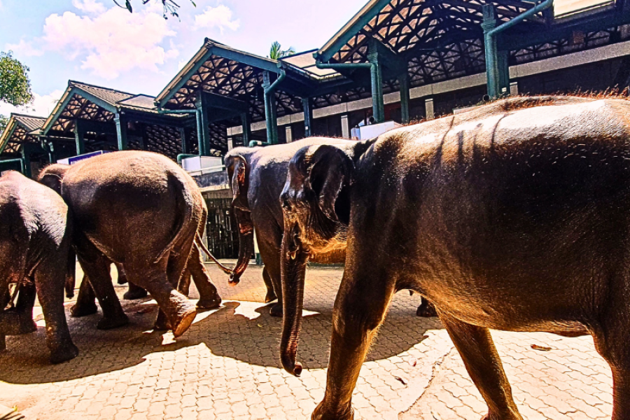 Kandy Day Trip