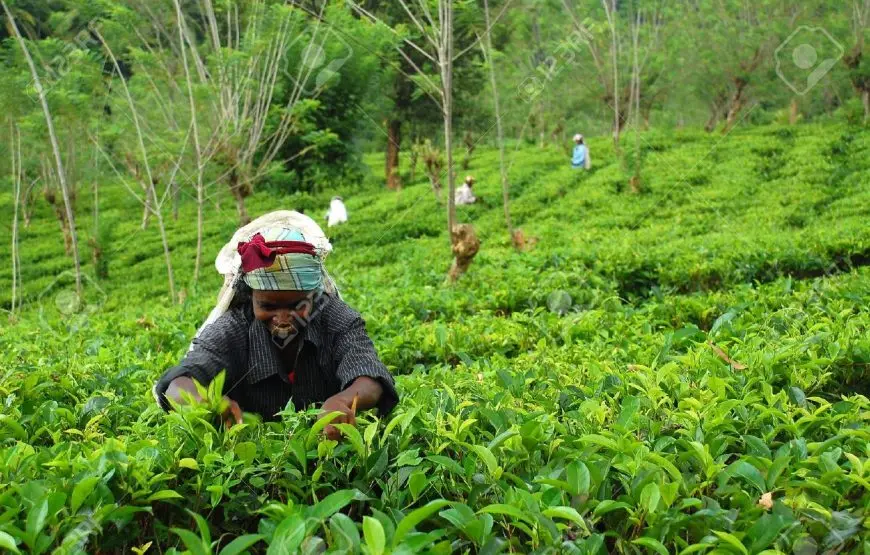 Nuwara Eliya 2-Day Tour from Colombo
