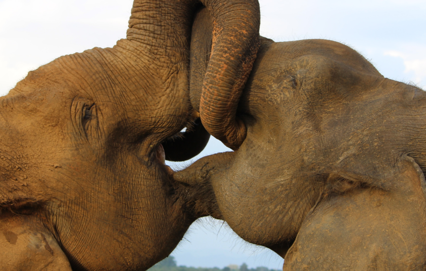 Pinnawala Elephant Orphanage Day Tour
