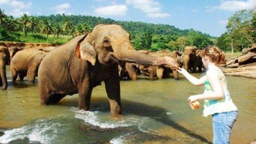 A visitor feeding an elephant in the river at the Pinnawala Elephant Orphanage