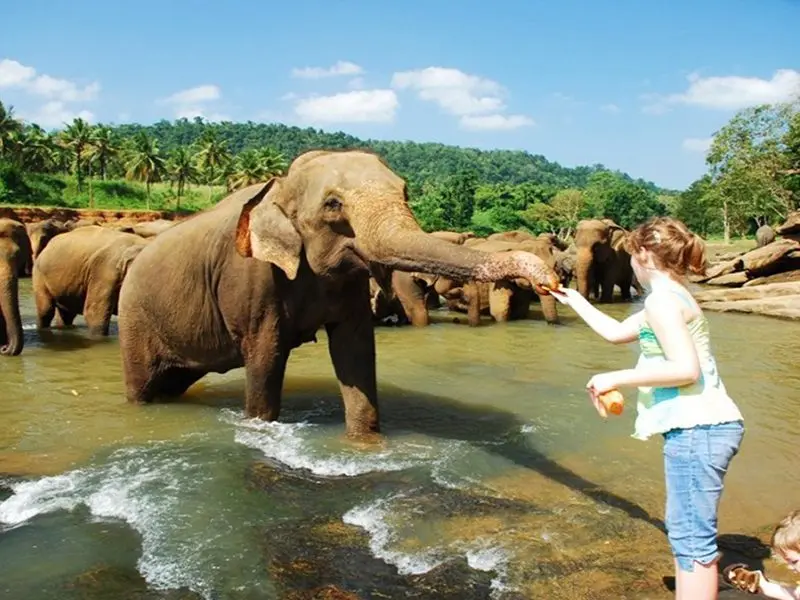 Day 2: Sigiriya via Pinnawala Elephant Orphanage