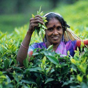 A tea picker holding fresh leaves in a green tea field
