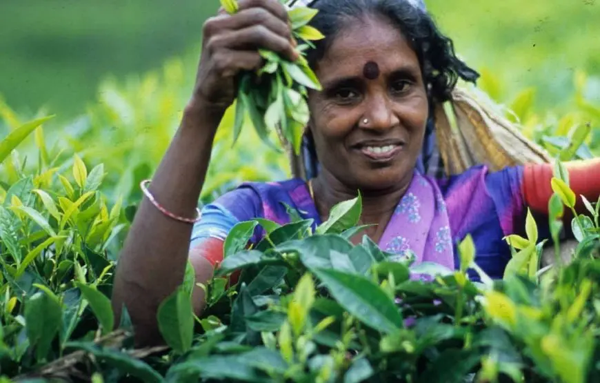 Explore the Beauty of Sri Lanka