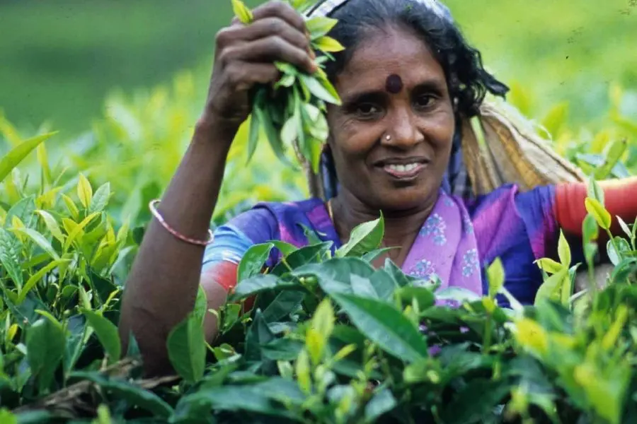 A tea picker holding fresh leaves in a green tea field