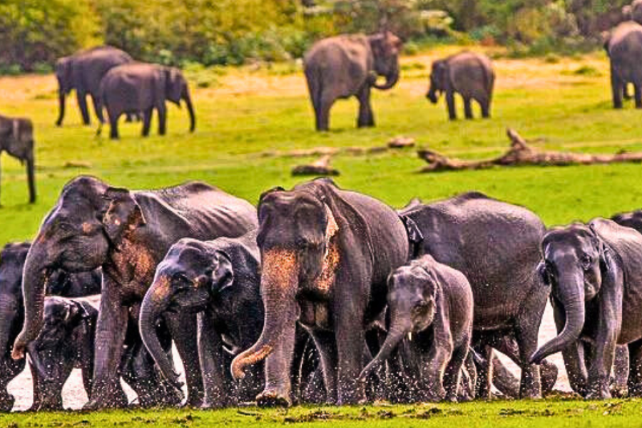 Udawalawe National Park