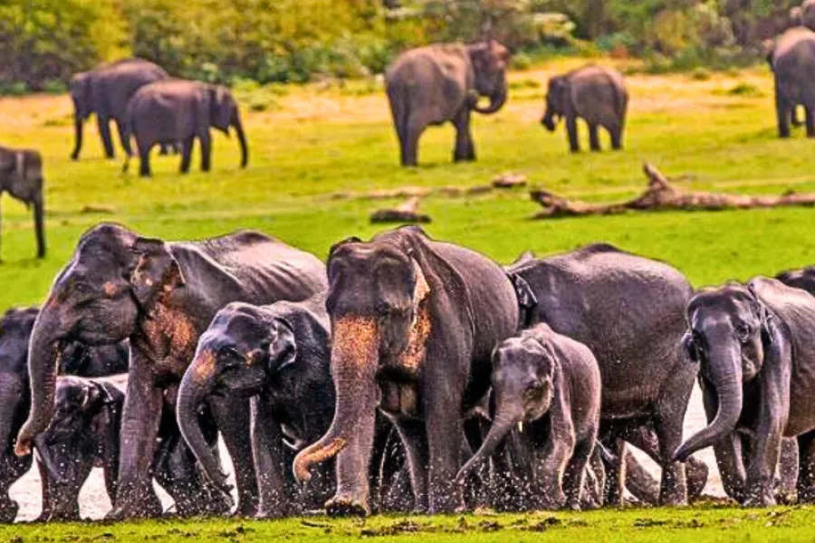 Udawalawe National Park