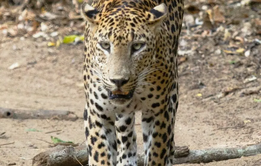 Yala National Park Day Tour from Colombo — Leopard Safaris & Wildlife
