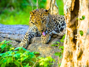 Yala National Park