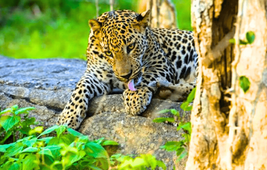 Yala Safari Day Trip for Solo Travelers
