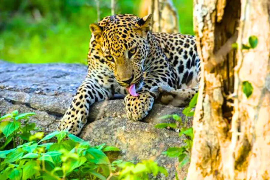Yala National Park Day Tour