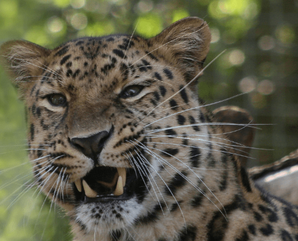 Yala National Park