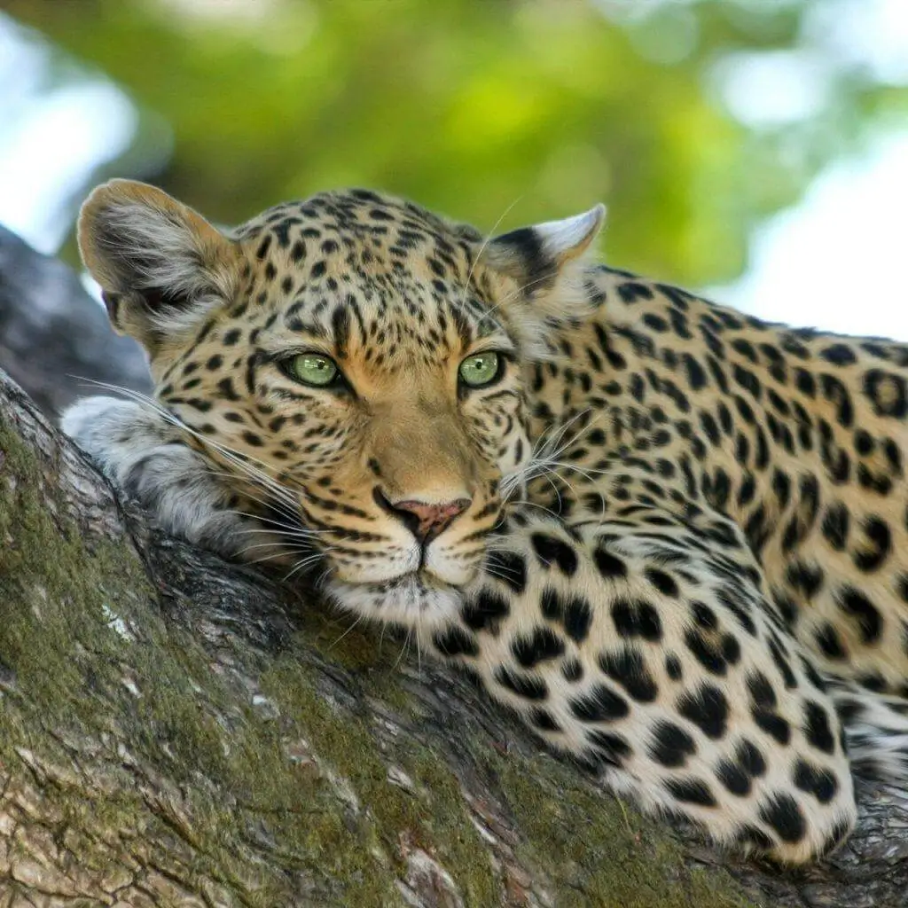 A leopard resting in a tree and looking at the camera