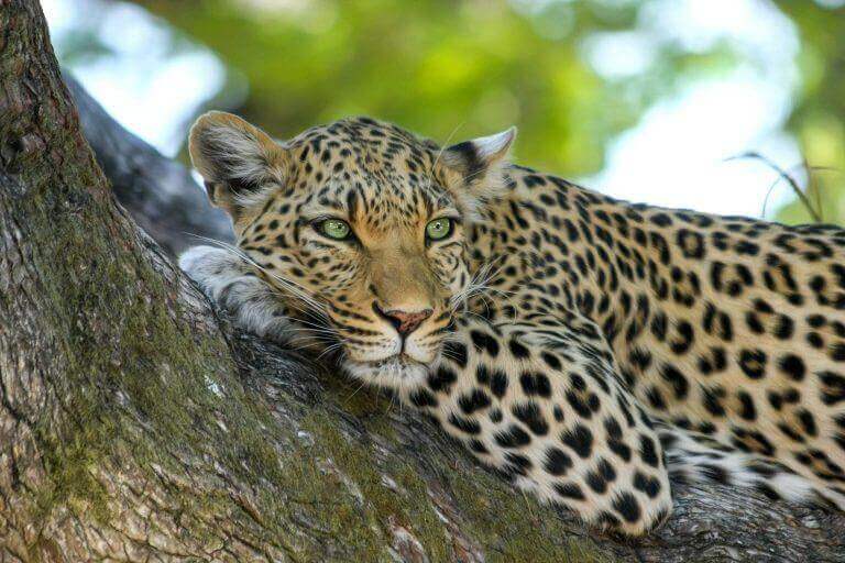 Day 07: Wild Leopards & The South Coast 