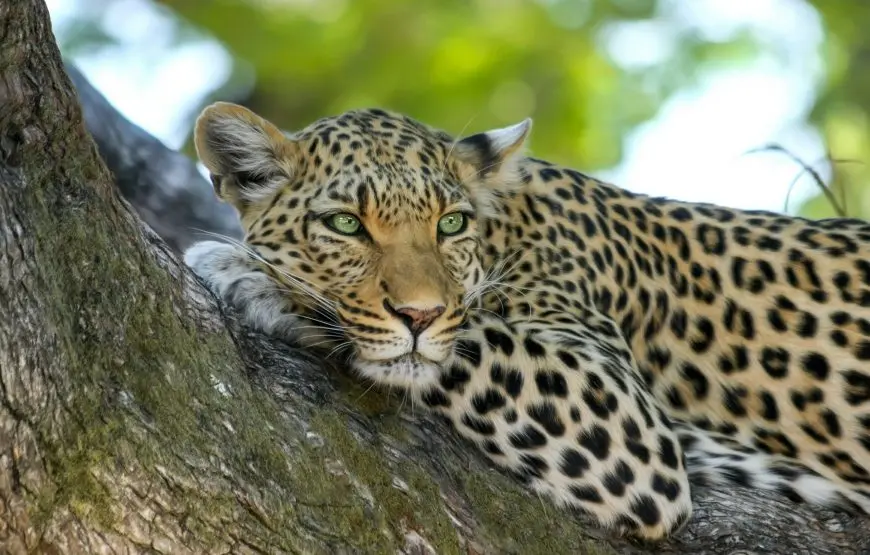 Explore the Beauty of Sri Lanka