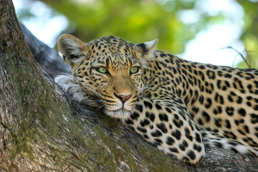 A leopard resting in a tree and looking at the camera