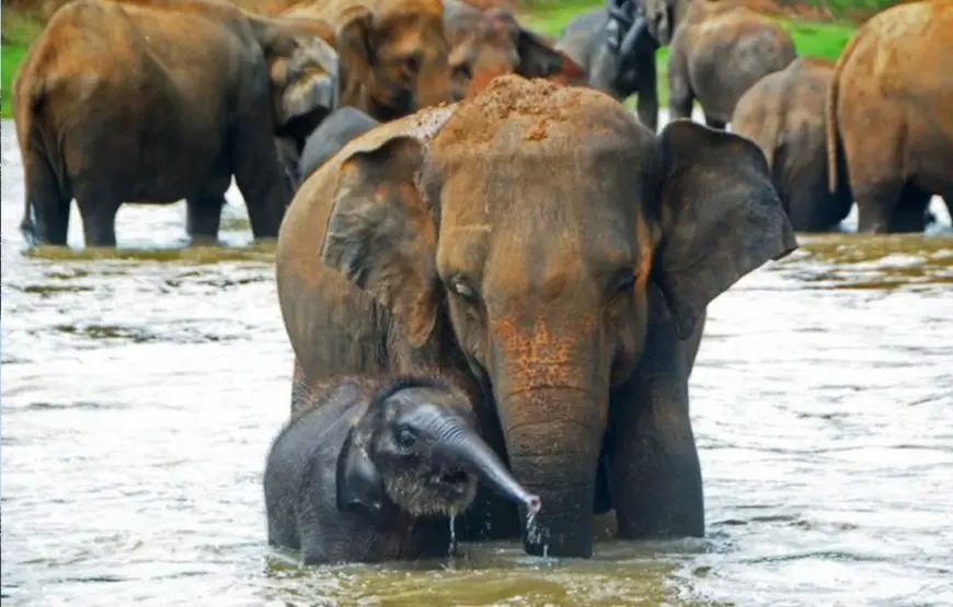 Kandy Day Tour from Colombo