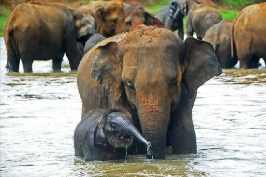 Safe Solo Travel Pinnawala Elephant Orphanage Day Tour