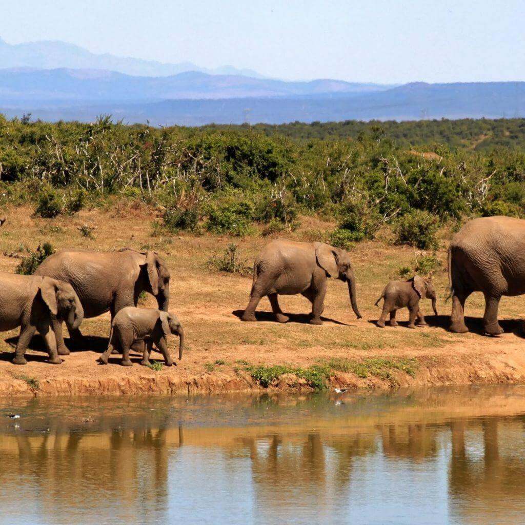 A herd of elephants walking beside a lake