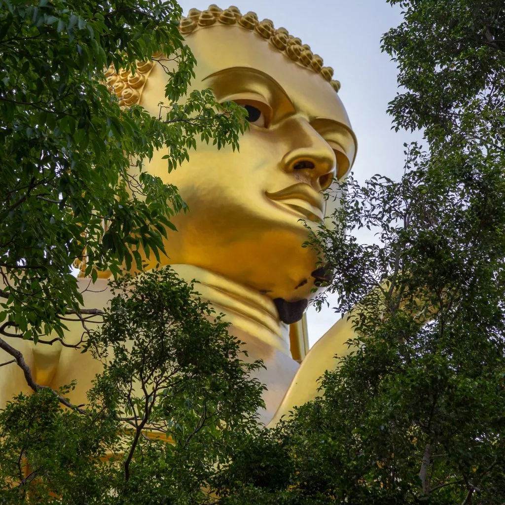 Head of the giant golden Buddha statue at Dambulla, framed by trees