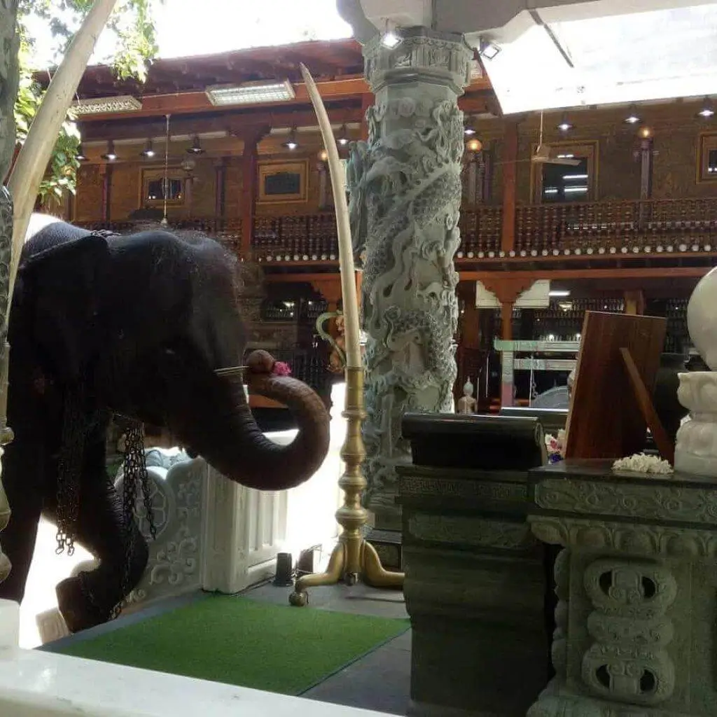 A carved wooden elephant beside a white Buddha statue inside the Gangaramaya Temple