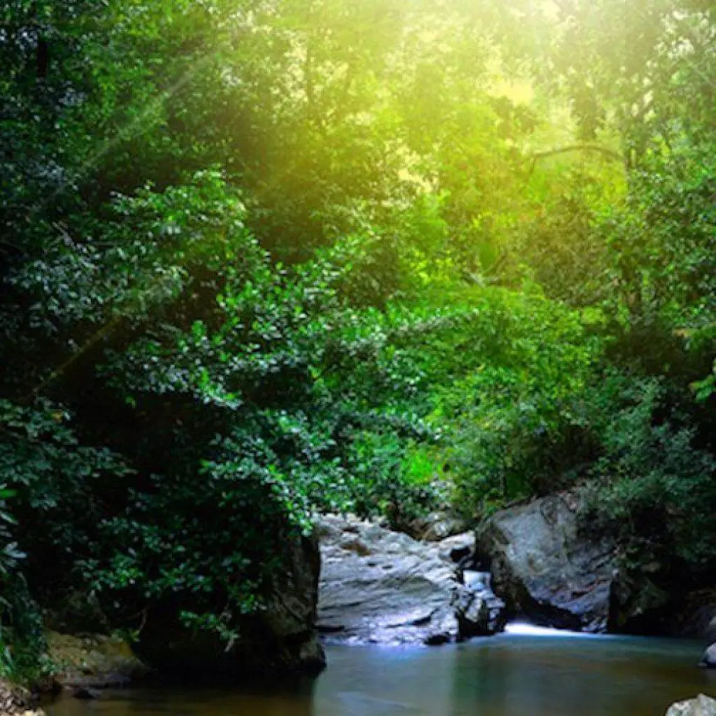 Sunlight falling on a forest stream in the Sinharaja rain forest