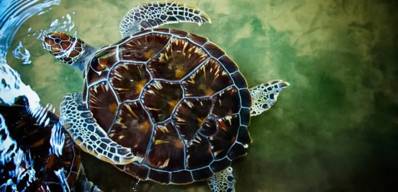 05:00 PM: Sea Turtle Hatchery & Conservation Center 