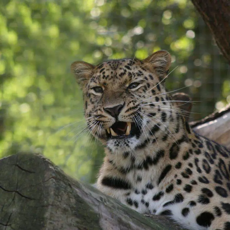Best Wildlife Tour Sri Lanka