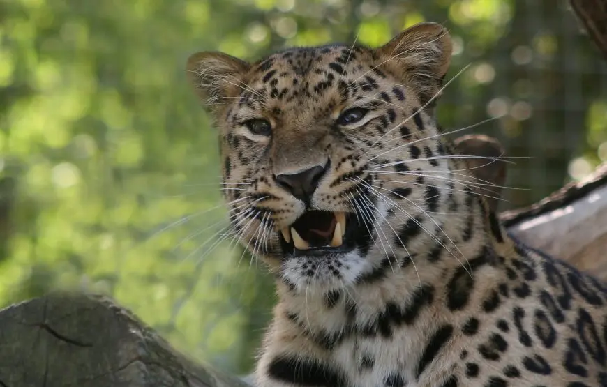 Wilpattu National Park Day Tour