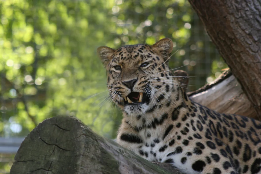 Wildlife Tours Sri Lanka