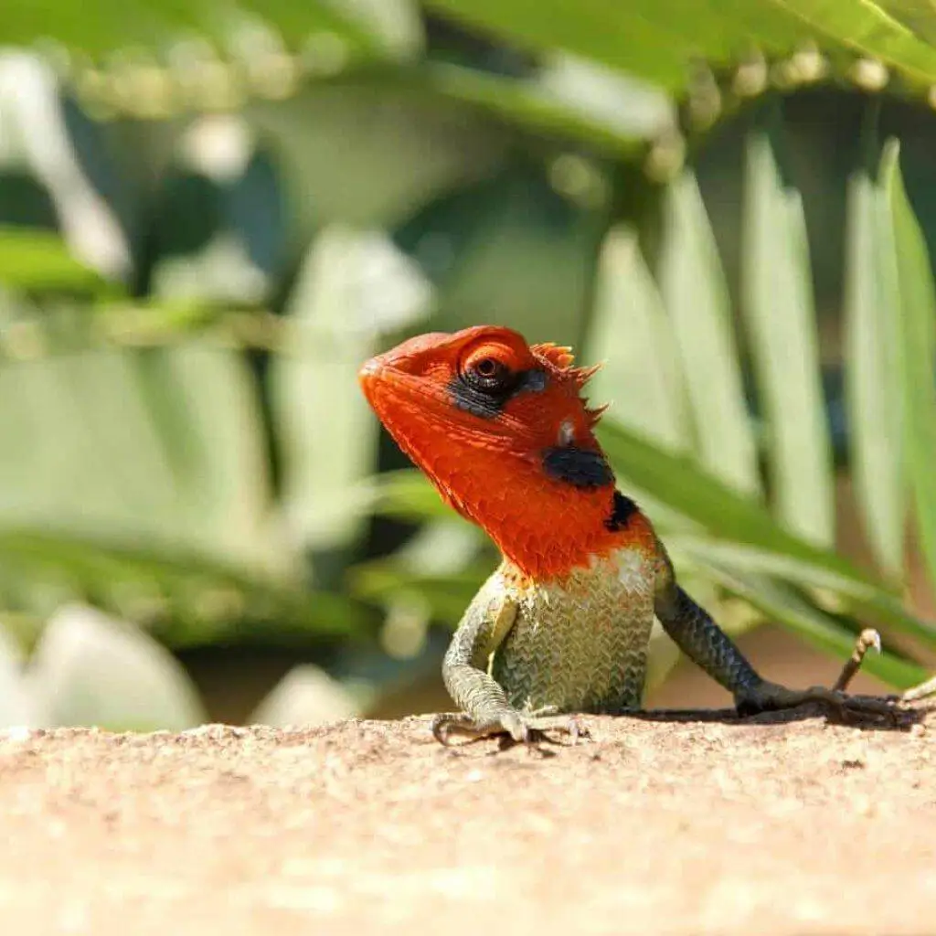 A red-headed garden lizard resting among green leaves