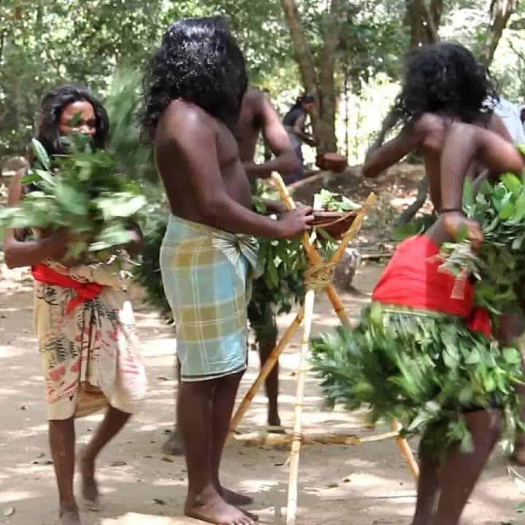 Vedda people dancing with leafy branches in a forest clearing