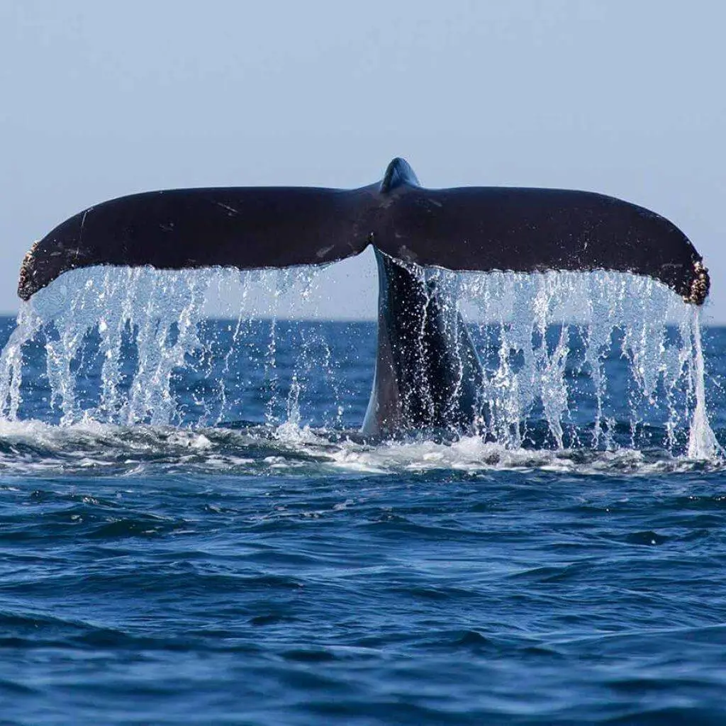 A whale lifting its tail above the sea off Mirissa