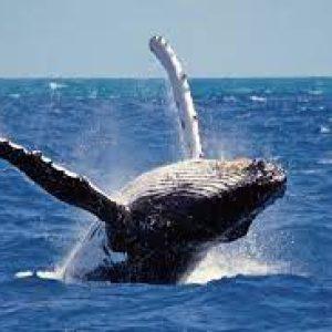 Whales Watching Mirissa