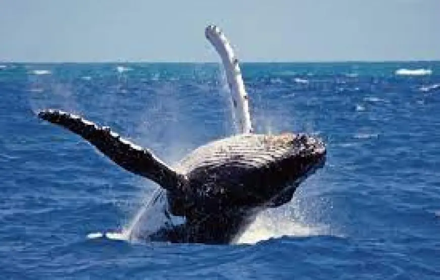 Whales Watching Mirissa
