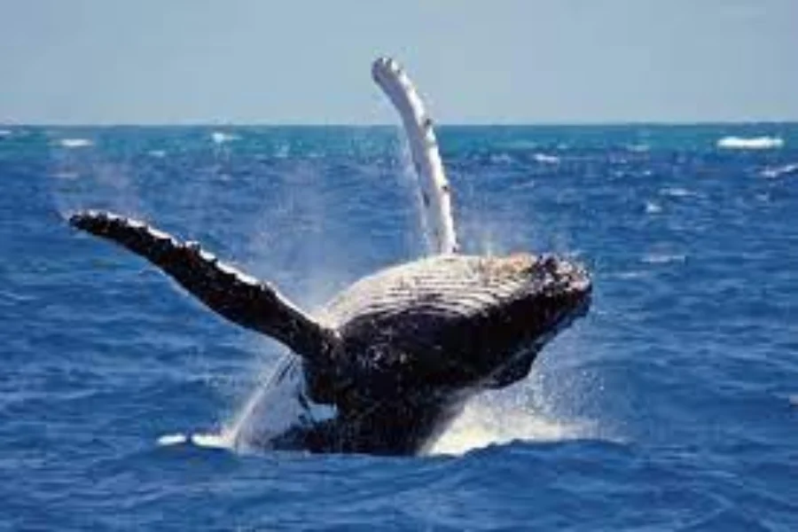 Whales Watching Mirissa