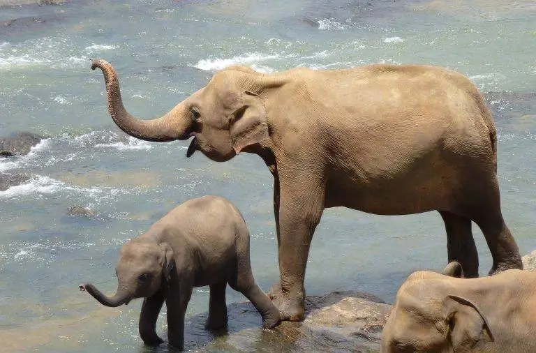 Wildlife tours, Sri Lanka