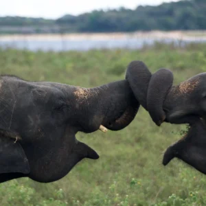 Discover the beauty of Sri Lanka