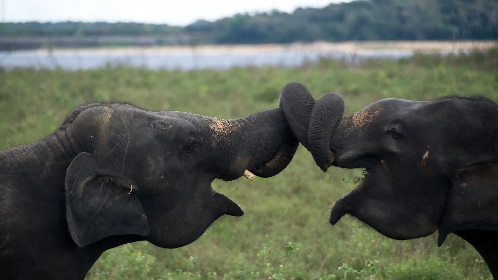 11:30 AM: Udawalawe National Park Safari 