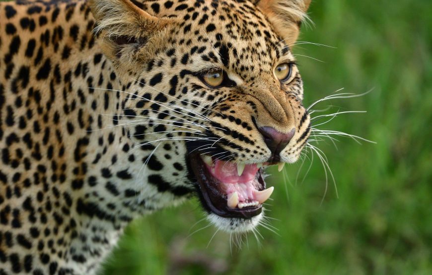 Wilpattu National Park Day Tour
