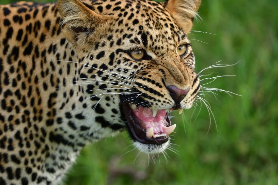 Wilpattu National Park Day Tour