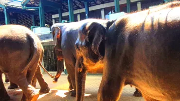 A herd of elephants walking through a yard