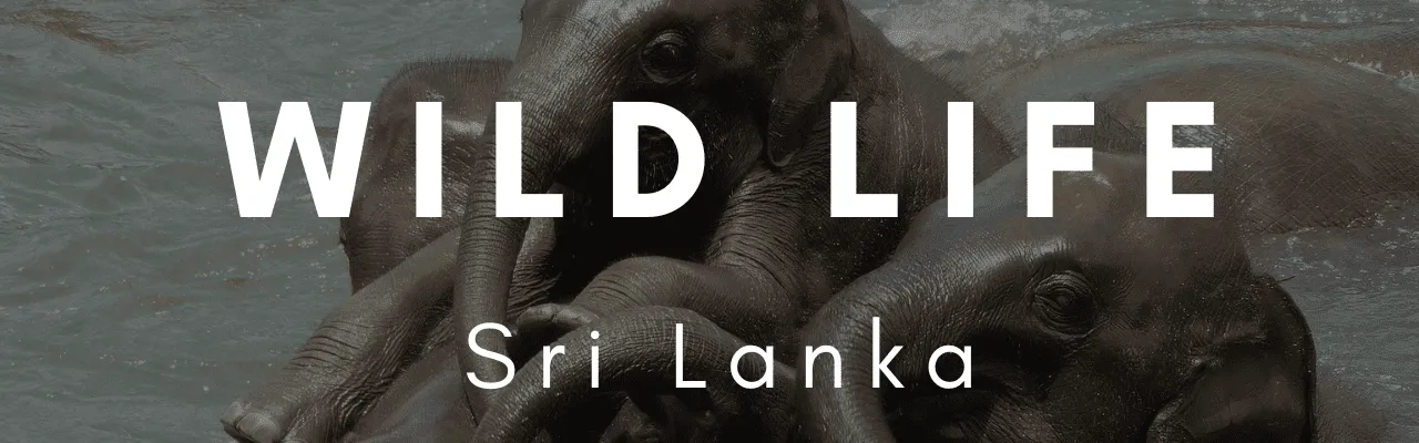 Wildlife Sri Lanka