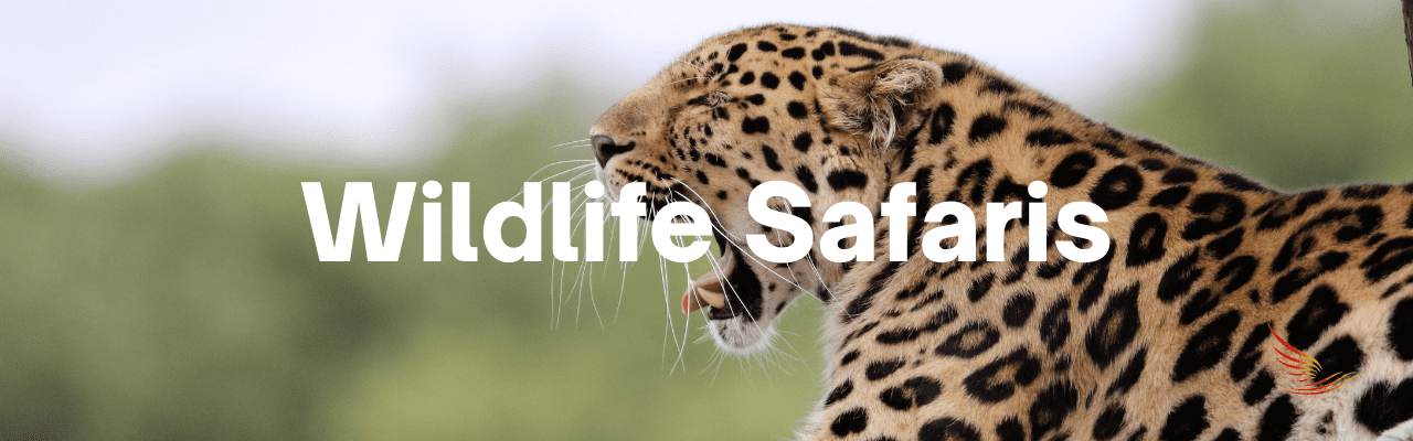 Wildlife Safaris
