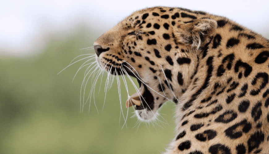 Sri Lanka Small Group Tour 8 Days