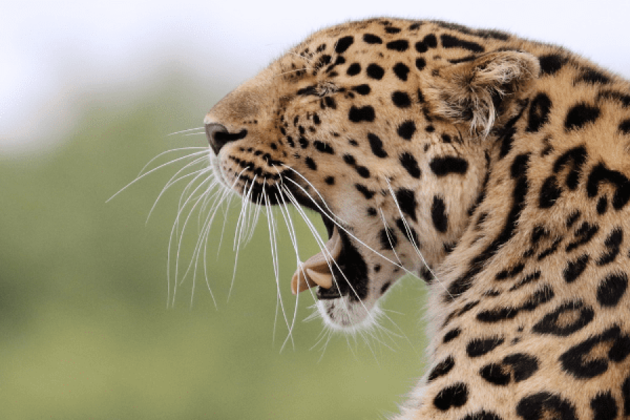 Sri Lanka Small Group Tour 8 Days