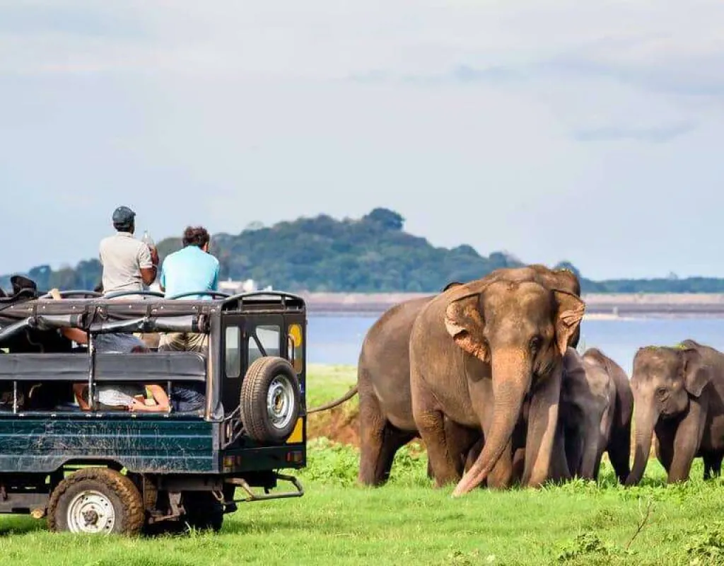 Tourists in an open safari jeep watching a family of wild elephants