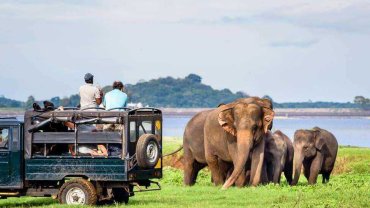 Tourists in an open safari jeep watching a family of wild elephants